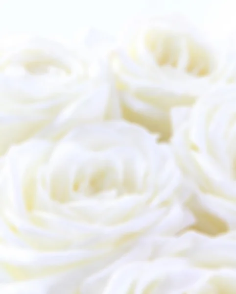 美丽的白玫瑰 — 图库照片