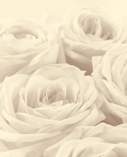 Beautiful white roses toned in sepia — Stock Photo, Image
