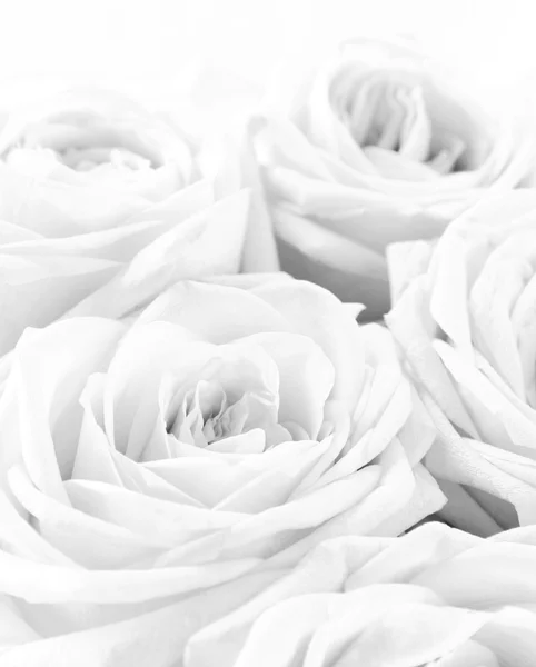 Schöne weiße Rosen als Hochzeitshintergrund. Weicher Fokus — Stockfoto