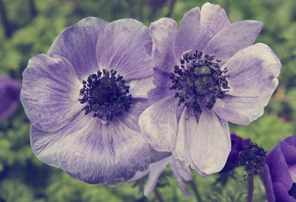 Fliedermohn mit Wassertropfen im Frühling. im Instagram-Stil — Stockfoto