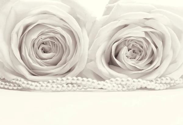 Beautiful white roses toned in sepia as wedding background Stock Picture