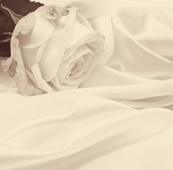 Άσπρο τριαντάφυλλο close-up ως φόντο. Σε σέπια τονισμένα. Ρετρό στυλ — Φωτογραφία Αρχείου