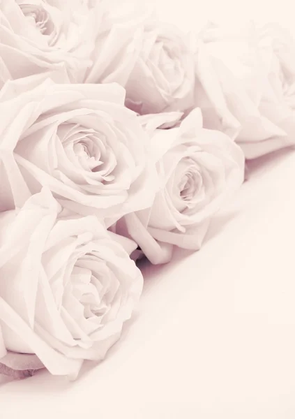 Όμορφα λευκά τριαντάφυλλα ήπια σε σέπια — Φωτογραφία Αρχείου