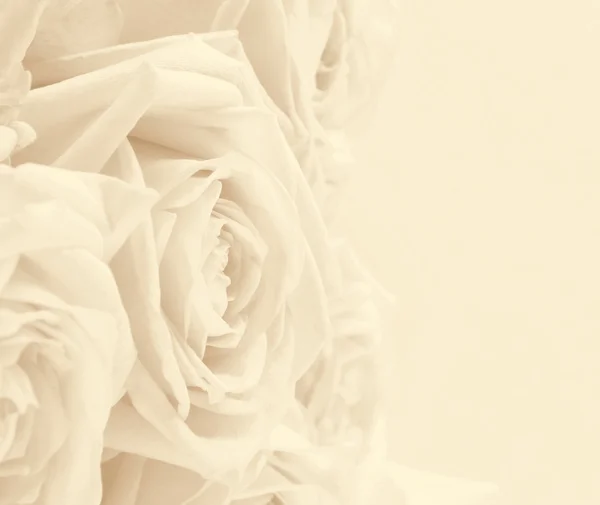 セピア色のトーンの美しい白バラ — ストック写真
