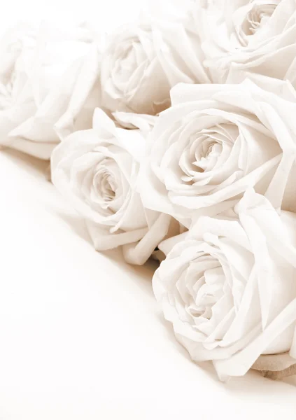 美しい白いバラ — ストック写真
