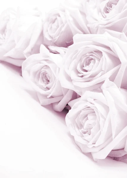 Lindas rosas rosa tonificadas em sépia como fundo do casamento. Macio — Fotografia de Stock