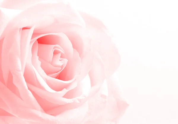 Beautiful toned white rose close up as valentines day background — Stock Photo, Image