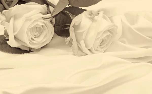 Rosas brancas bonitas em seda como fundo de casamento. Em Sepia tonificado — Fotografia de Stock