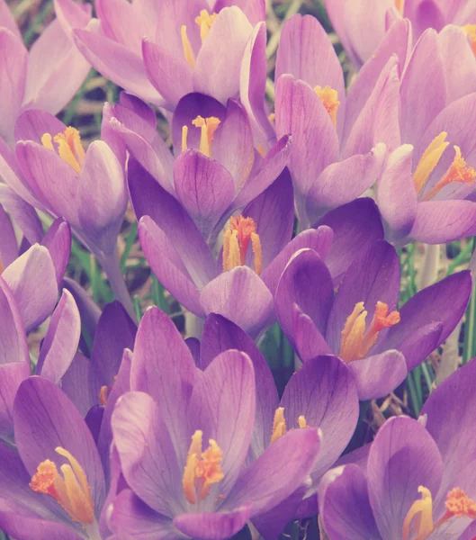 Toned violet crocus is one of the first spring flowers as spring — Stock Photo, Image