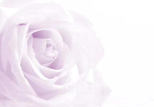 Hermosa rosa blanca tonificada de cerca como fondo de la boda. Suave —  Fotos de Stock