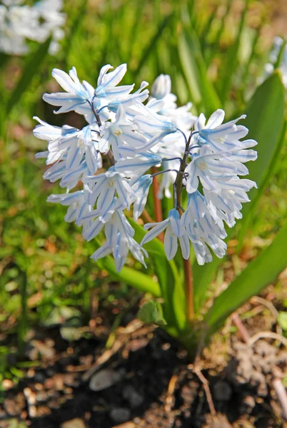 Una de las primeras flores de primavera como fondo de primavera — Foto de Stock