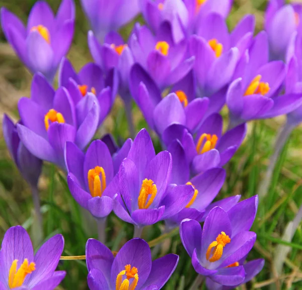 Veilchenkrokus ist eine der ersten Frühlingsblumen als Frühlingsboten — Stockfoto