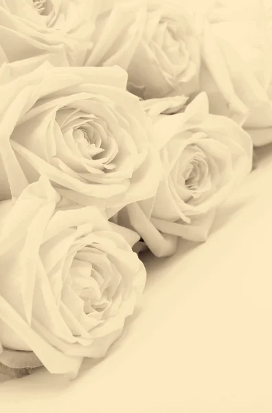 Piękne białe róże z bliska jako tło wesele. Nieostrość — Zdjęcie stockowe
