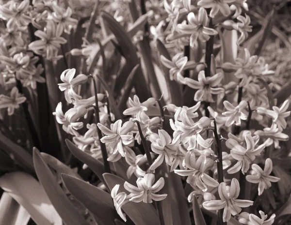 Purpurhyazinthen (Hyazinthus) ist eine der ersten schönen Sprossen — Stockfoto