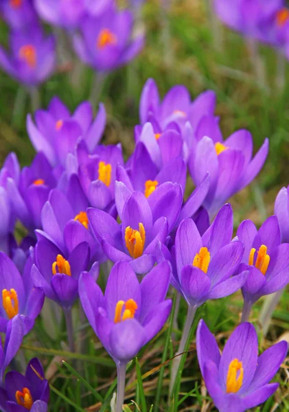 Veilchenkrokus ist eine der ersten Frühlingsblumen als Frühlingsboten — Stockfoto