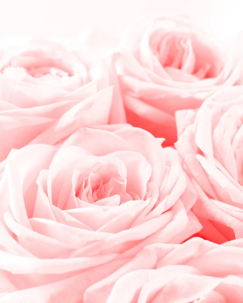 Hermosa rosa blanca tonificada de cerca como fondo de día de San Valentín — Foto de Stock