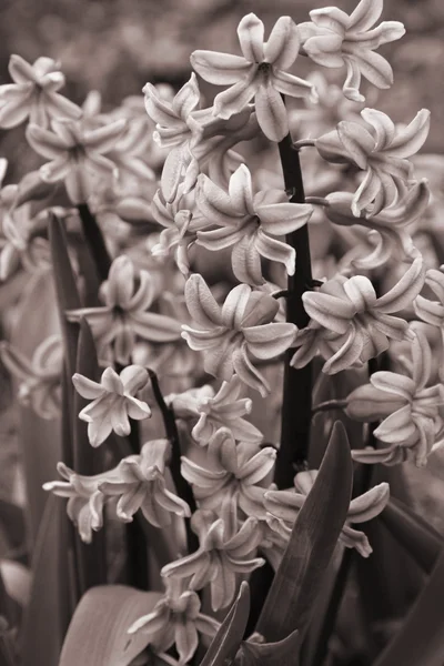 Jacintos púrpura (hyacinthus) es uno de los primeros spri hermosos — Foto de Stock