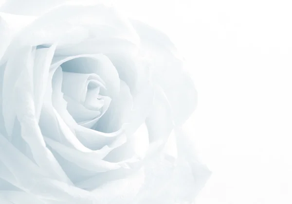 На свадебном фоне тонированная белая роза. Софт — стоковое фото
