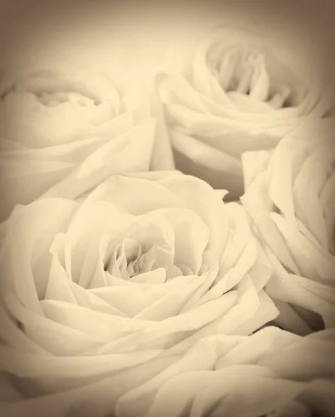 Beautiful white roses with vignette as wedding background. Soft — Stock Photo, Image
