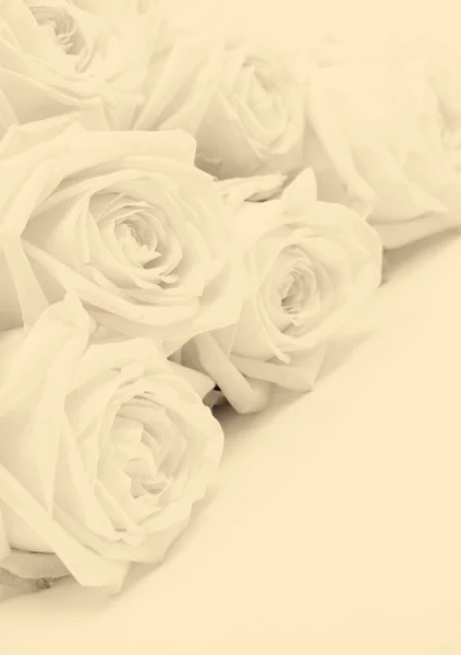 Όμορφα λευκά τριαντάφυλλα. Μαλακή εστίαση. Σε σέπια τονισμένα. Ρετρό στυλ — Φωτογραφία Αρχείου