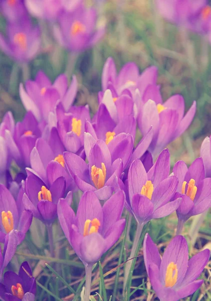 Tónovaný fialový Krokus je jedním z prvních jarních květin jako jaro — Stock fotografie