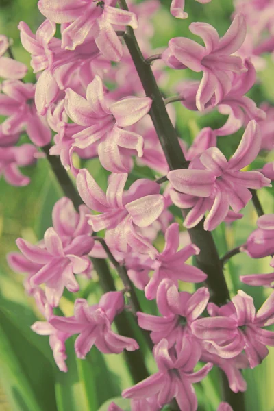 Les jacinthes roses (hyacinthus) est l'un des premiers beaux printemps — Photo