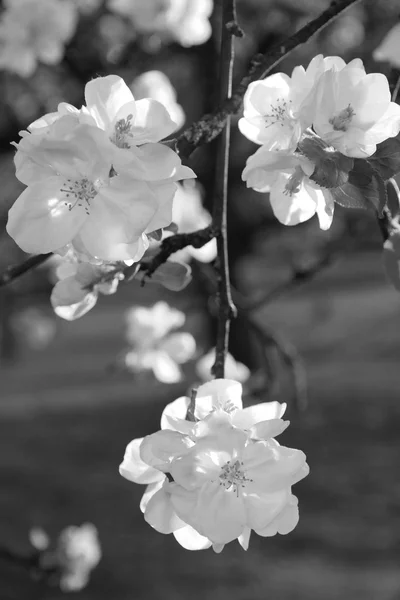 El manzano florece en primavera. En blanco y negro — Foto de Stock