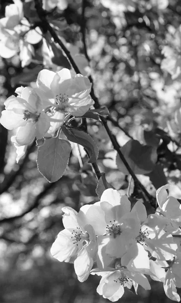 A maçã floresce na primavera. Em preto e branco — Fotografia de Stock