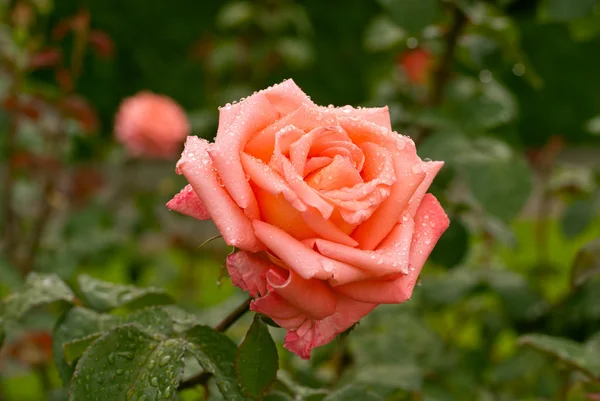 Rose après la pluie — Photo