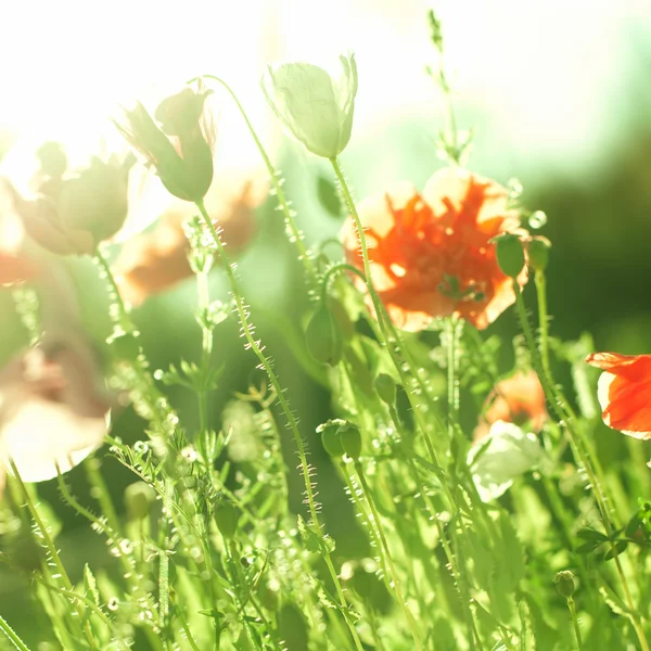 Amapolas naranjas a la luz del sol — Foto de Stock