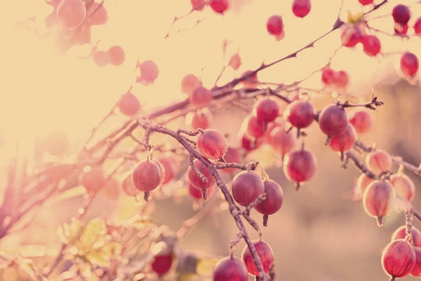 Gooseberry branch with berries — Stock Photo, Image