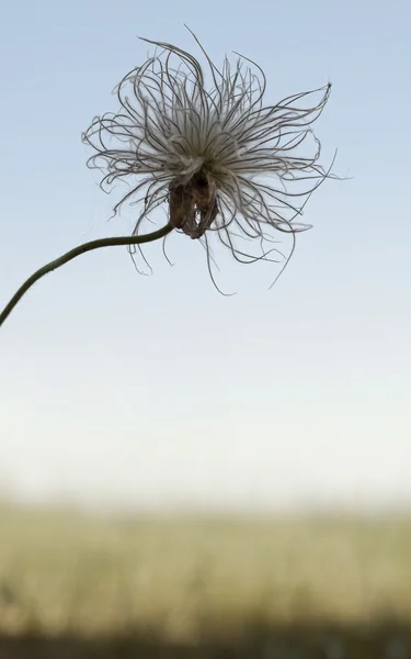 Pasqueflower — Stock Photo, Image