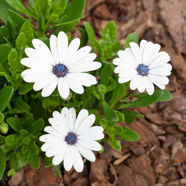 Weiße Osteospermum — Stockfoto