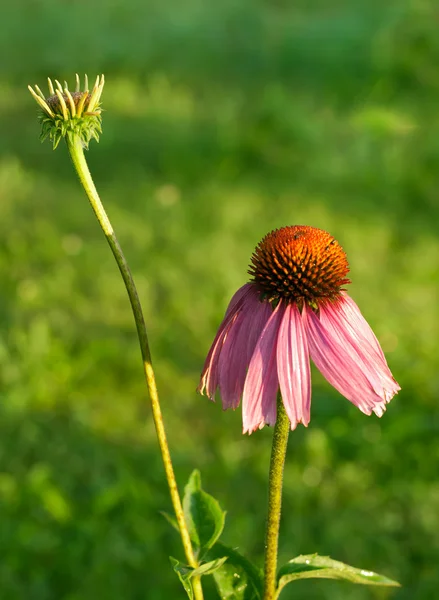 Echinacea purpurea — Stock Fotó