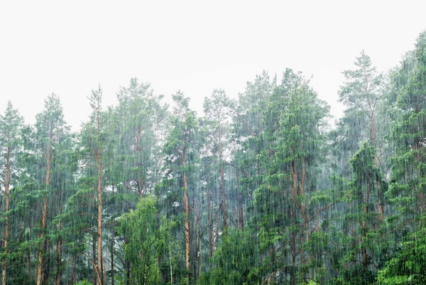 Deluges της βροχής στο δάσος — Φωτογραφία Αρχείου