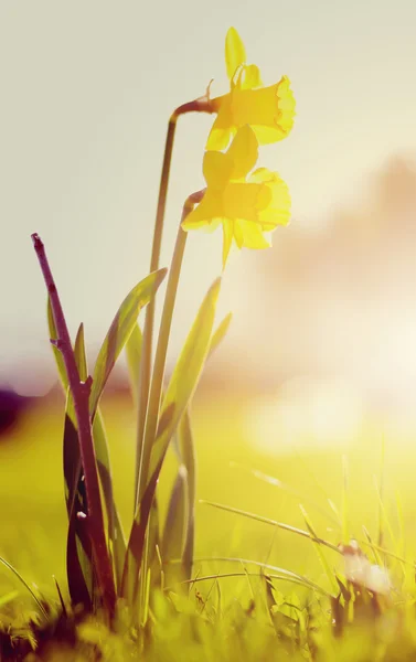 Yellow daffodils — Stock Photo, Image