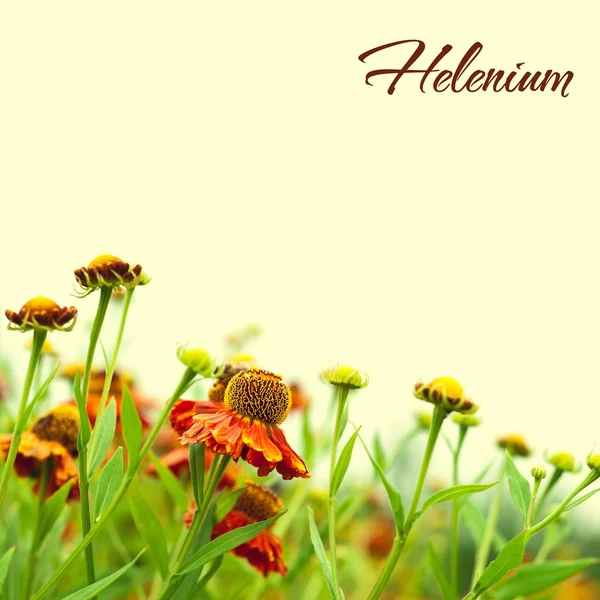 Helenium — Stockfoto