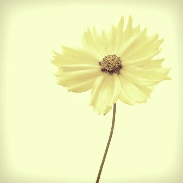 Yellow flower of garden Coreopsis — Stock Photo, Image