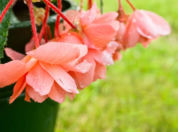 Begonia de coral después de la lluvia — Foto de Stock