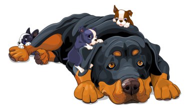 Güzel yalan Rottweiler