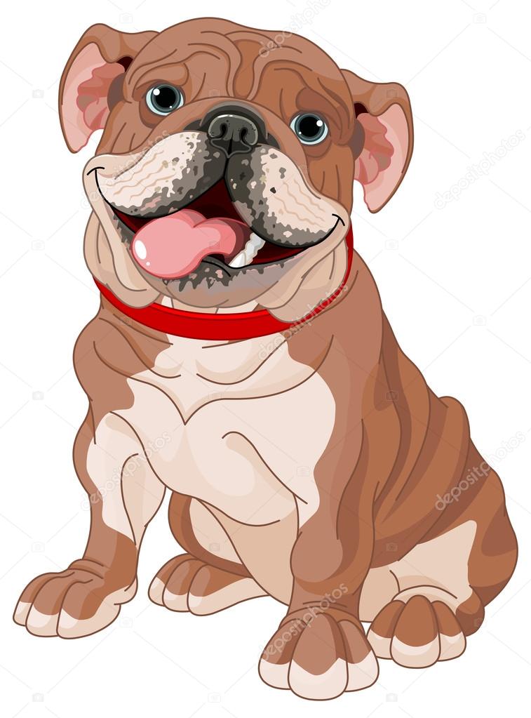 English bulldog