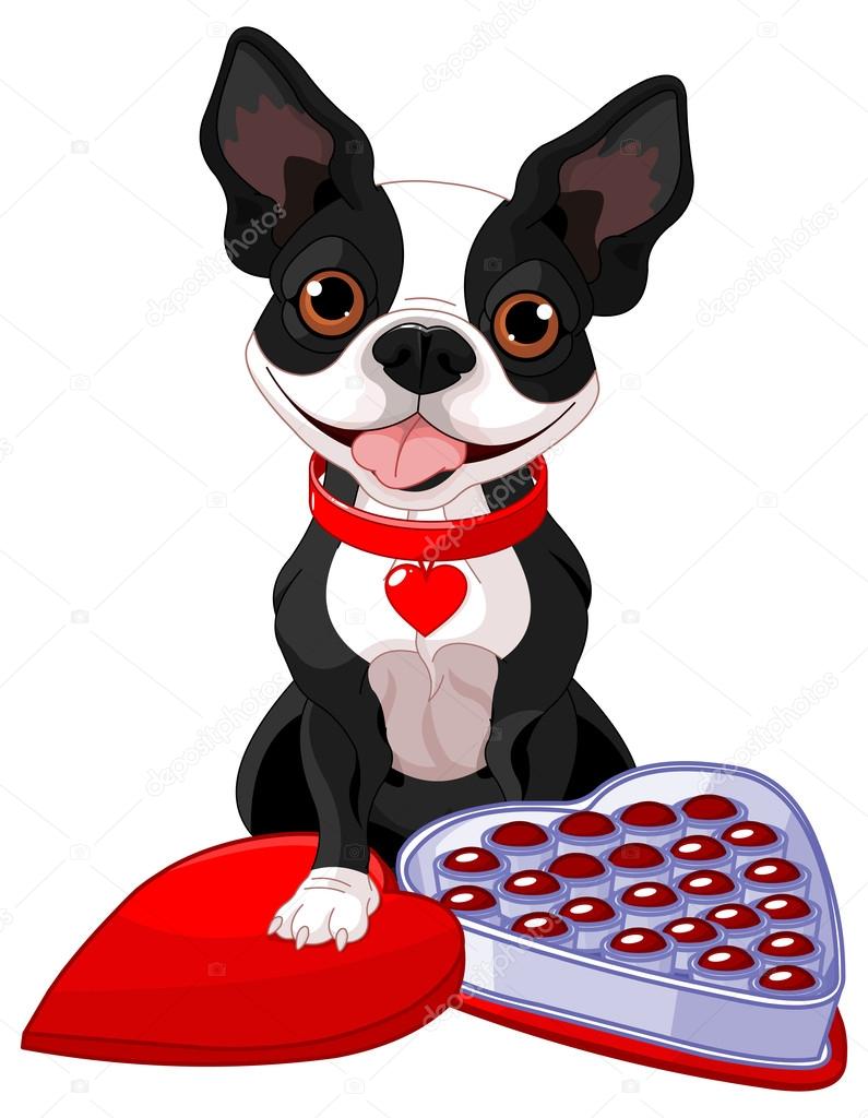 Valentine day Boston terrier