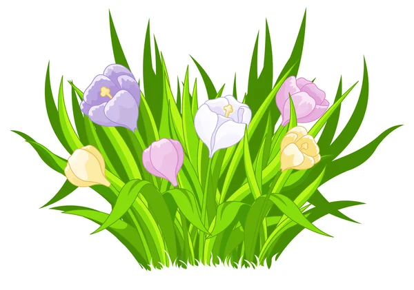 Beautiful crocus bouquet Vector Graphics
