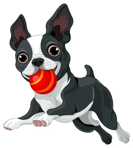 Cute Boston terrier — Stock Vector