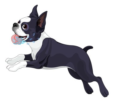 sevimli Terrier Boston