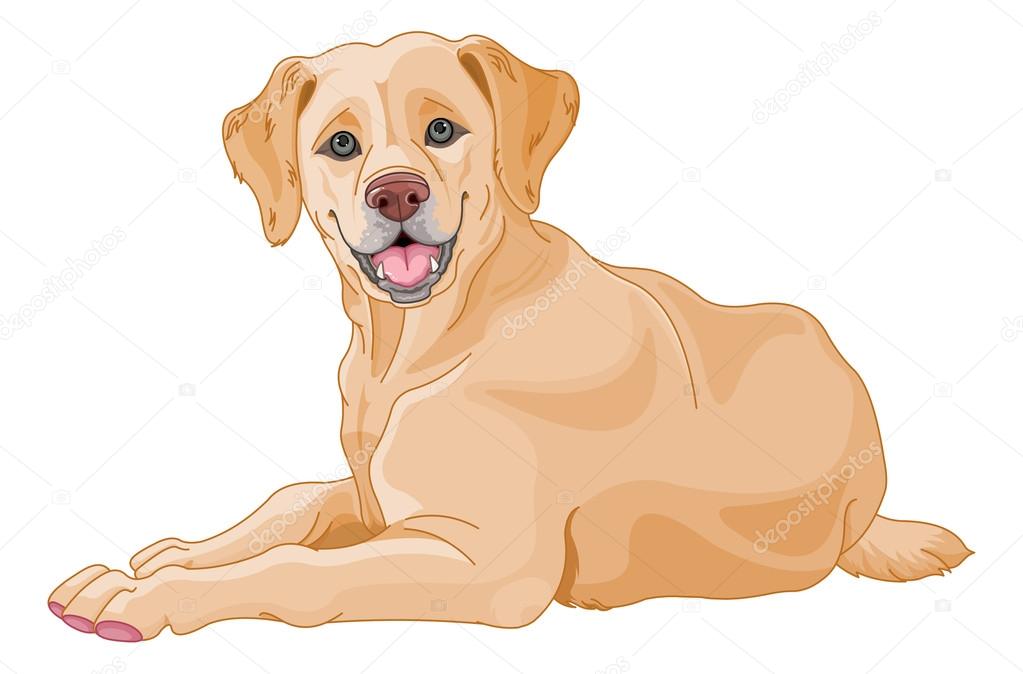 Vector illustration of cute beige Labrador