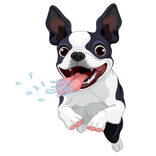 Cute Boston terrier — Stock Vector