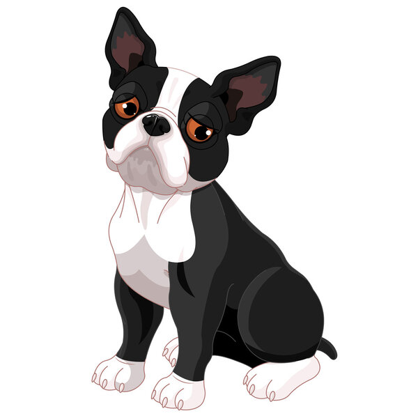 Милый бостонский терьер
