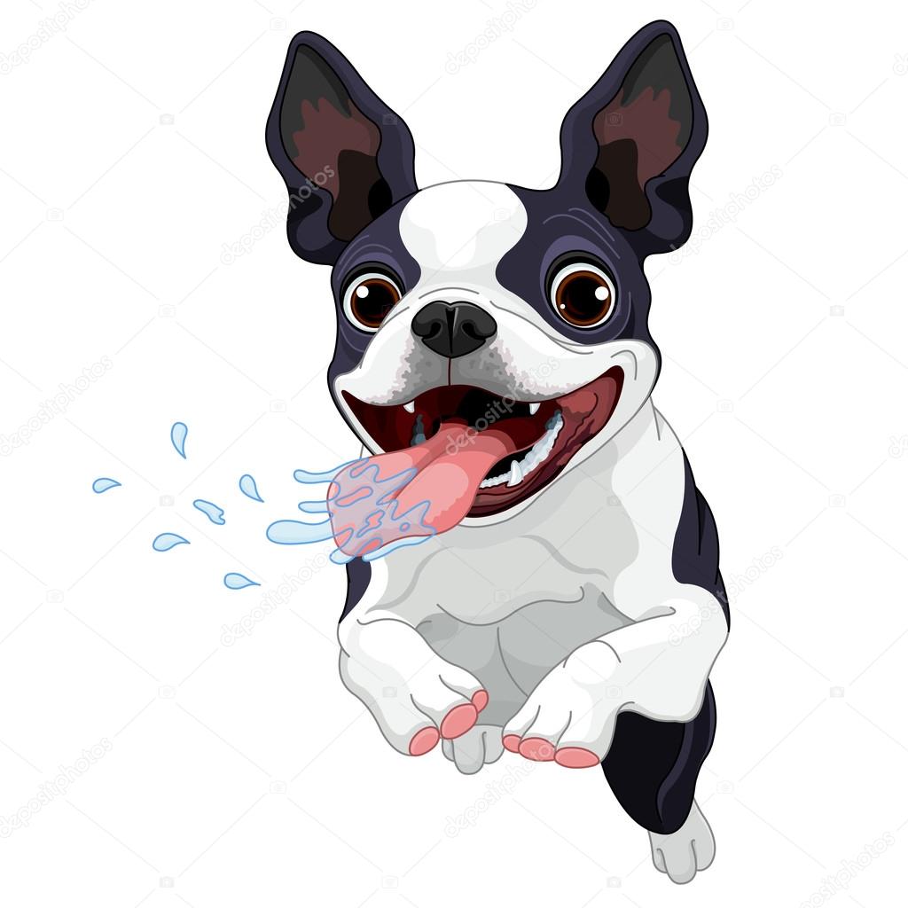 Vector illustration of cute Boston terrier
