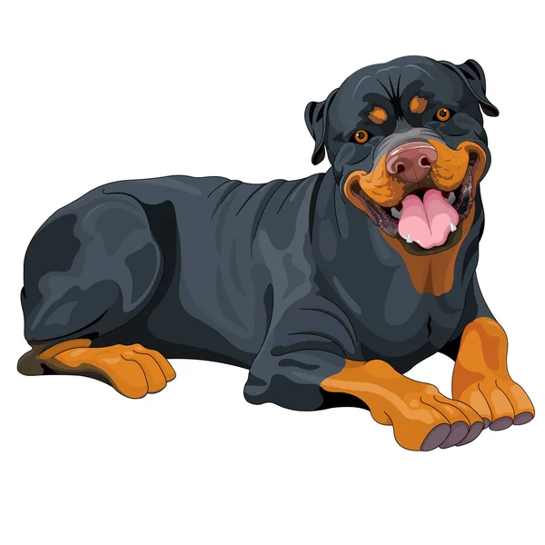 Piękne Rottweiler leżący — Wektor stockowy